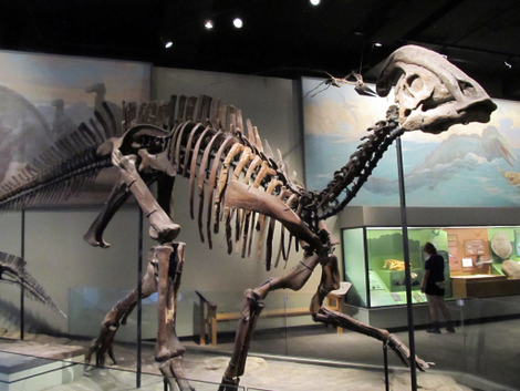Hadrosaur skeleton. (Image: Daryl Mitchell/Flickr)